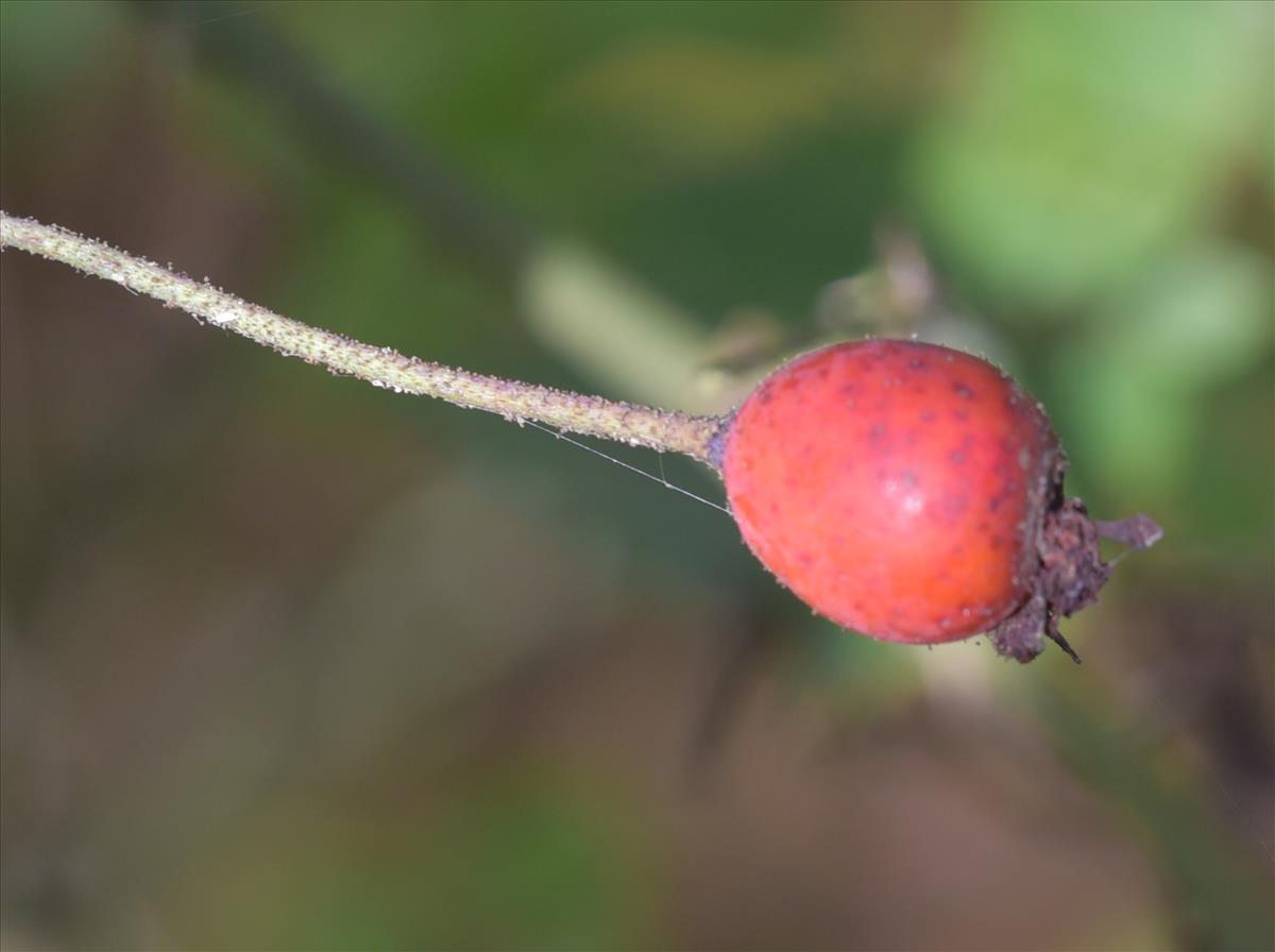 Rosa arvensis (door Jan Klinckenberg)